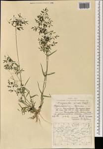 Eragrostis minor Host, Mongolia (MONG) (Mongolia)