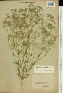 Gypsophila paniculata L., Eastern Europe, Central forest-and-steppe region (E6) (Russia)