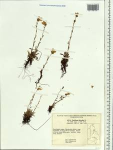 Saxifraga hirculus, Siberia, Chukotka & Kamchatka (S7) (Russia)