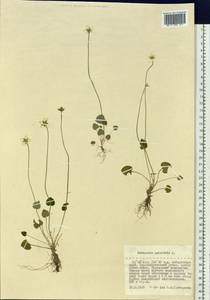 Parnassia palustris L., Siberia, Russian Far East (S6) (Russia)