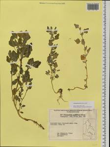 Chenopodium karoi (Murr) Aellen, Siberia, Chukotka & Kamchatka (S7) (Russia)