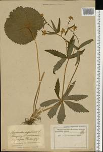 Ranunculus cassubicus L., Eastern Europe, Latvia (E2b) (Latvia)