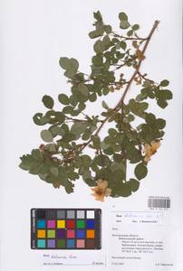 Rosa balsamica Besser, Eastern Europe, Central forest-and-steppe region (E6) (Russia)