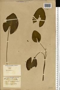 Nuphar lutea (L.) Sm., Eastern Europe, North Ukrainian region (E11) (Ukraine)