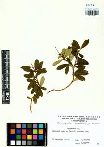 Chimaphila umbellata (L.) W. P. C. Barton, Siberia, Baikal & Transbaikal region (S4) (Russia)