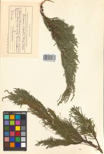 Juniperus chinensis var. sargentii A. Henry, Siberia, Russian Far East (S6) (Russia)