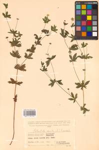 Potentilla erecta (L.) Raeusch., Eastern Europe, Western region (E3) (Russia)