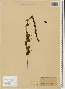 Campanula rapunculoides L., Caucasus, Black Sea Shore (from Novorossiysk to Adler) (K3) (Russia)