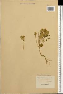 Aethionema arabicum (L.) Andrz. ex O.E. Schulz, Caucasus, Georgia (K4) (Georgia)