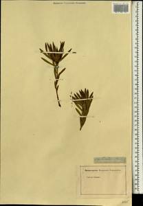 Leucadendron strobilinum (L.) Druce, Africa (AFR) (Not classified)