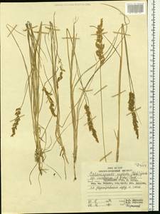 Calamagrostis inexpansa A.Gray, Siberia, Russian Far East (S6) (Russia)