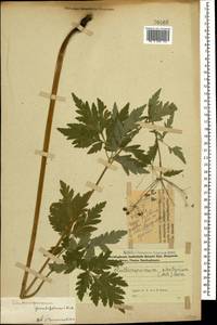 Eleutherospermum cicutarium (M. Bieb.) Boiss., Caucasus, Azerbaijan (K6) (Azerbaijan)