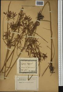 Cyperus longus L., Western Europe (EUR) (Not classified)