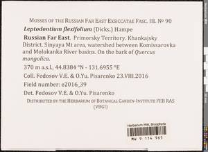 Leptodontium flexifolium (Dicks.) Hampe ex Lindb., Bryophytes, Bryophytes - Russian Far East (excl. Chukotka & Kamchatka) (B20) (Russia)