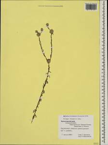 Filago germanica L., Caucasus, Krasnodar Krai & Adygea (K1a) (Russia)
