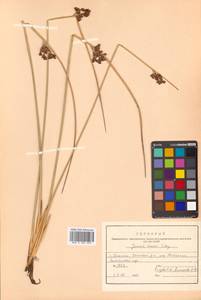 Juncus haenkei E. Mey., Siberia, Russian Far East (S6) (Russia)