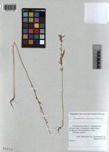 KUZ 003 592, Chenopodium suecicum Murr, Siberia, Altai & Sayany Mountains (S2) (Russia)