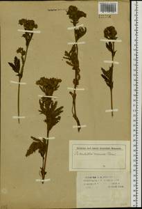 Potentilla longifolia Willd., Siberia (no precise locality) (S0) (Russia)