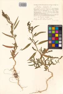 Atriplex patens (Litv.) Iljin, Siberia, Russian Far East (S6) (Russia)