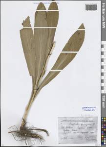 Digitalis ferruginea subsp. schischkinii (Ivanina) K.Werner, Caucasus, Krasnodar Krai & Adygea (K1a) (Russia)