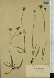 Hieracium glaucum subsp. willdenowii (Monnier) Nägeli & Peter, Western Europe (EUR) (Austria)