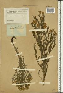 Rhaponticum repens (L.) Hidalgo, Eastern Europe, Lower Volga region (E9) (Russia)