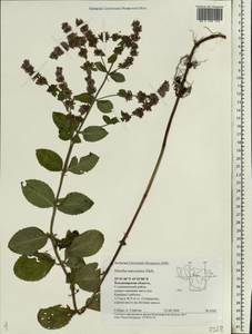 Mentha suaveolens Ehrh., Eastern Europe, Central region (E4) (Russia)