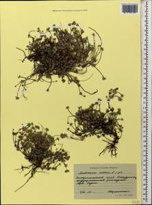 Androsace villosa, Caucasus, Stavropol Krai, Karachay-Cherkessia & Kabardino-Balkaria (K1b) (Russia)