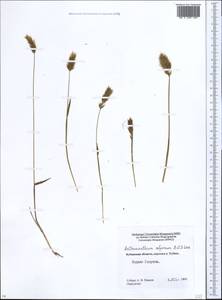 Anthoxanthum nipponicum Honda, Caucasus, Stavropol Krai, Karachay-Cherkessia & Kabardino-Balkaria (K1b) (Russia)