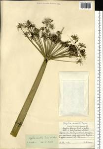 Angelica saxatilis Turcz. ex Ledeb., Siberia, Russian Far East (S6) (Russia)