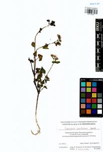 Fagopyrum esculentum Moench, Siberia, Russian Far East (S6) (Russia)