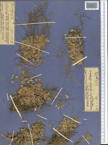 Draba alajica Litv., Middle Asia, Pamir & Pamiro-Alai (M2)