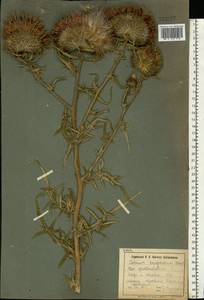 Lophiolepis decussata (Janka) Del Guacchio, Bures, Iamonico & P. Caputo, Eastern Europe, North Ukrainian region (E11) (Ukraine)