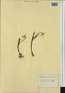 Galanthus nivalis L., Western Europe (EUR) (Switzerland)