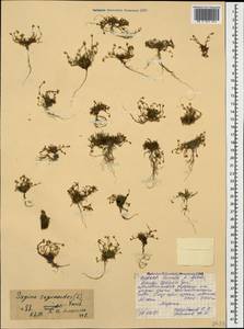 Sagina saginoides (L.) Karst., Caucasus, North Ossetia, Ingushetia & Chechnya (K1c) (Russia)