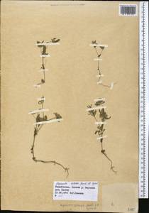 Asperula setosa Jaub. & Spach, Middle Asia, Pamir & Pamiro-Alai (M2) (Tajikistan)