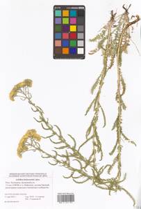 Achillea arabica Kotschy, Eastern Europe, Lower Volga region (E9) (Russia)