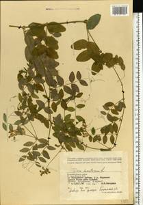 Vicia dumetorum L., Eastern Europe, Western region (E3) (Russia)
