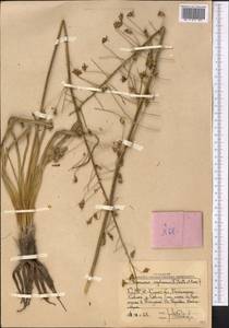 Eremurus soogdianus (Regel) Benth. & Hook.f., Middle Asia, Western Tian Shan & Karatau (M3) (Uzbekistan)