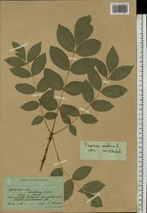 Fraxinus excelsior L., Eastern Europe, South Ukrainian region (E12) (Ukraine)