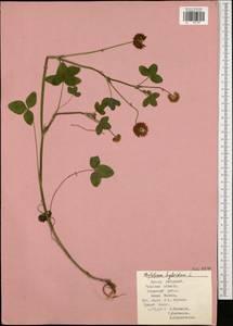 Trifolium hybridum L., Eastern Europe, Central region (E4) (Russia)