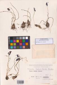 Muscari armeniacum H.J.Veitch, Caucasus, Georgia (K4) (Georgia)