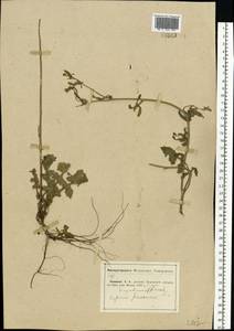 Sisymbrium officinale (L.) Scop., Eastern Europe, Middle Volga region (E8) (Russia)