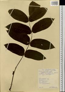 Juglans mandshurica Maxim., Siberia, Russian Far East (S6) (Russia)