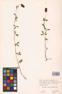 Trifolium spadiceum L., Eastern Europe, Belarus (E3a) (Belarus)