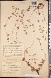 Alchemilla sericata Rchb., Caucasus, Azerbaijan (K6) (Azerbaijan)