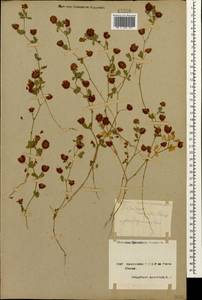 Trifolium campestre Schreb., Caucasus, Armenia (K5) (Armenia)
