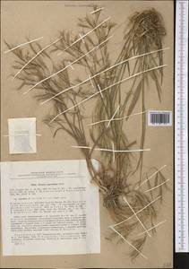 Bromus oxyodon Schrenk, Middle Asia, Karakum (M6) (Turkmenistan)