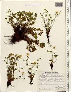 Potentilla humifusa Willd., Caucasus, North Ossetia, Ingushetia & Chechnya (K1c) (Russia)