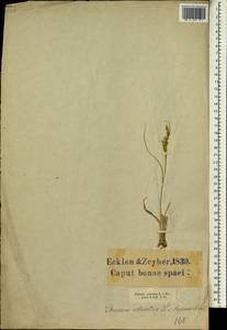 Panicum coloratum L., Africa (AFR) (South Africa)